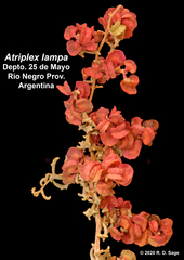 Atriplex lampa