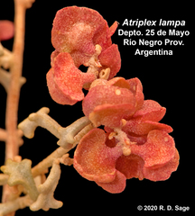 Atriplex lampa