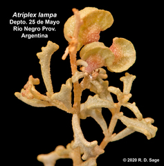 Atriplex lampa