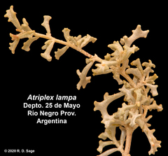Atriplex lampa