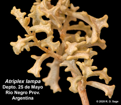 Atriplex lampa