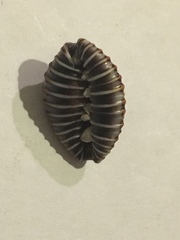 Jenneria pustulata