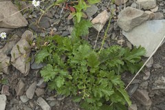 Scrophularia olympica