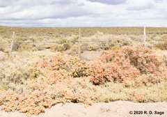 Atriplex lampa