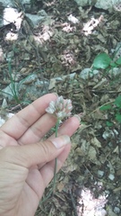 Allium albiflorum