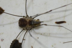 Mitostoma chrysomelas