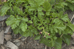 Scrophularia olympica