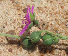 Corbichonia decumbens