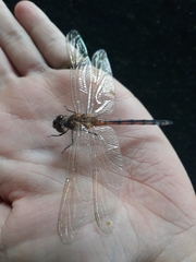 Brachymesia