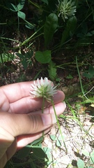 Trifolium caucasicum