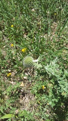 Echinops armatus