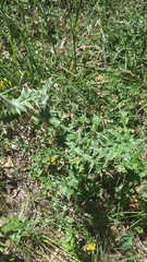 Echinops armatus