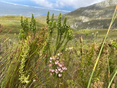 Erica holosericea