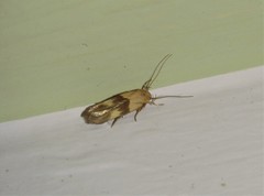 Stathmopoda auriferella