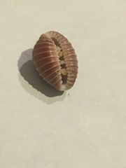 Pusula solandri