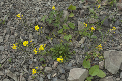 Draba hispida