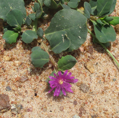 Corbichonia decumbens