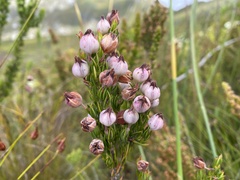 Erica holosericea