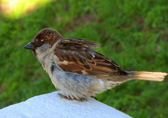 Passer domesticus