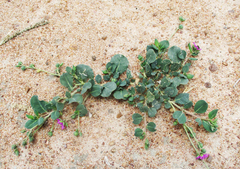 Corbichonia decumbens