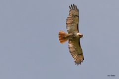 Buteo jamaicensis