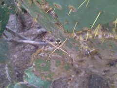 Argiope blanda