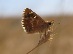 Muschampia alta