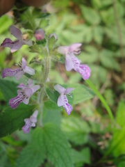 Stachys geobombycis