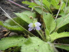 Viola diffusa