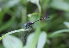 Micrathyria catenata