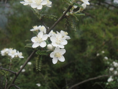 Osteomeles subrotunda