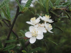 Osteomeles subrotunda