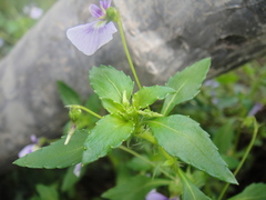 Viola hybanthoides