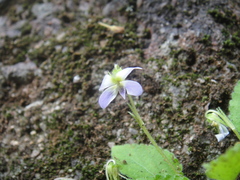 Viola diffusa