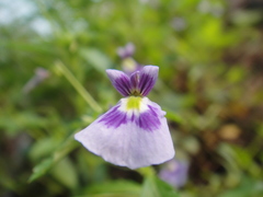 Viola hybanthoides