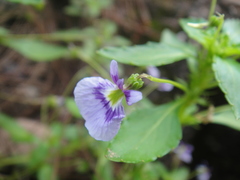 Viola hybanthoides