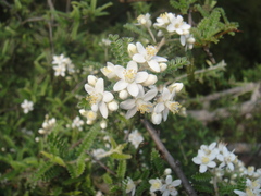 Osteomeles subrotunda
