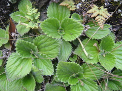 Dorcoceras hygrometricum