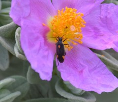 Capsodes flavomarginatus