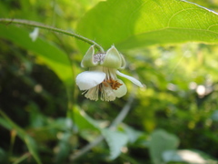 Rubus swinhoei