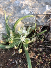 Ornithogalum montanum