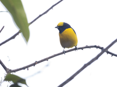 Euphonia trinitatis