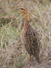 Scleroptila levaillantii kikuyuensis