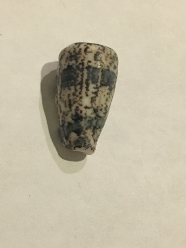 Morum tuberculosum