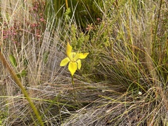Moraea vallisavium