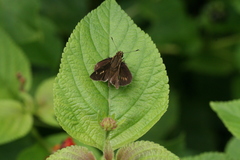 Vehilius stictomenes
