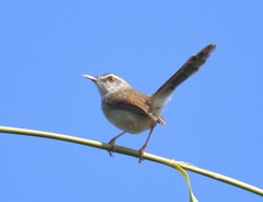 Prinia rufescens