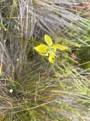 Moraea vallisavium