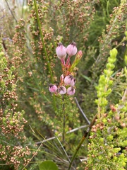 Erica holosericea