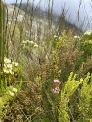 Erica holosericea